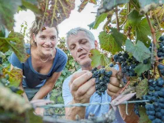 Salta vive una nueva vendimia con actividades turísticas en bodegas