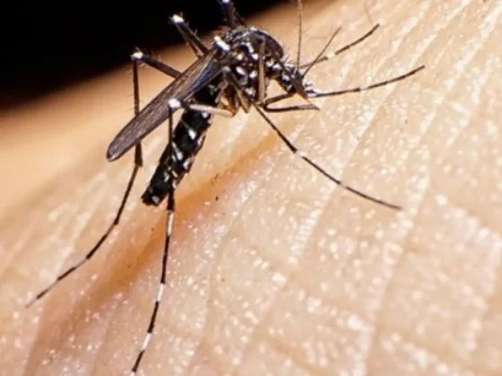 ALERTA: son más de mil los casos confirmados de dengue en Salta