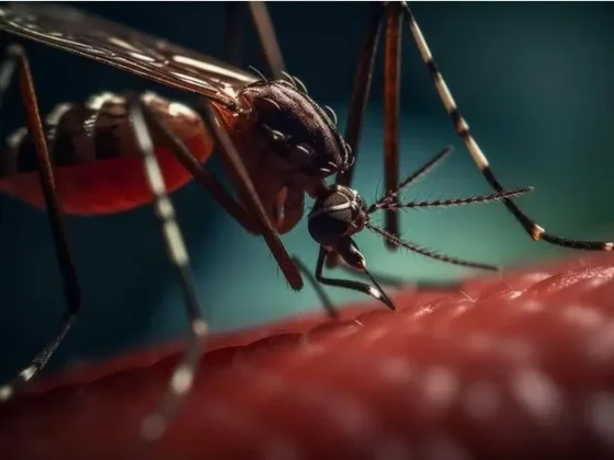 Más de 15.000 casos semanales de dengue: la epidemia en Argentina podría superar el récord del año pasado