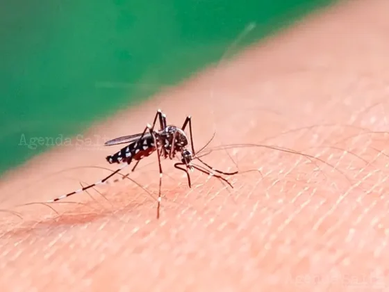 Dengue: aumento preocupante de casos por la coexistencia de dos variantes