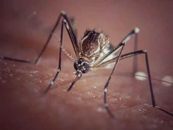 Argentina, Brasil y Paraguay concentran el 89% de los casos de dengue en América Latina