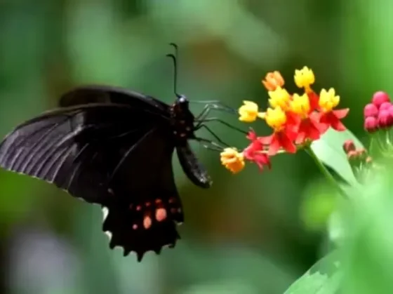 ¿Qué podría significar que aparezca una mariposa en tu casa?