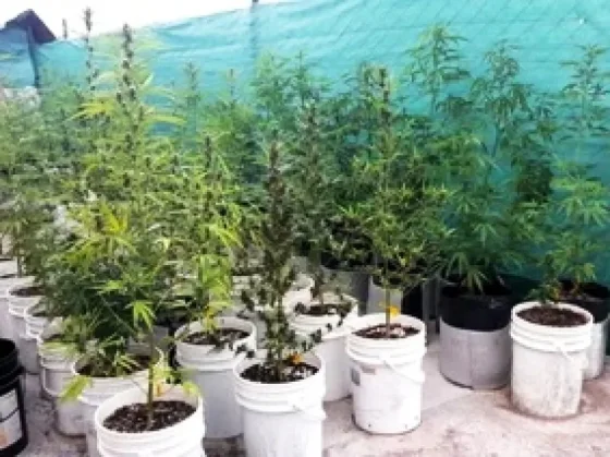 Salteños fueron condenados por robar plantas de marihuana