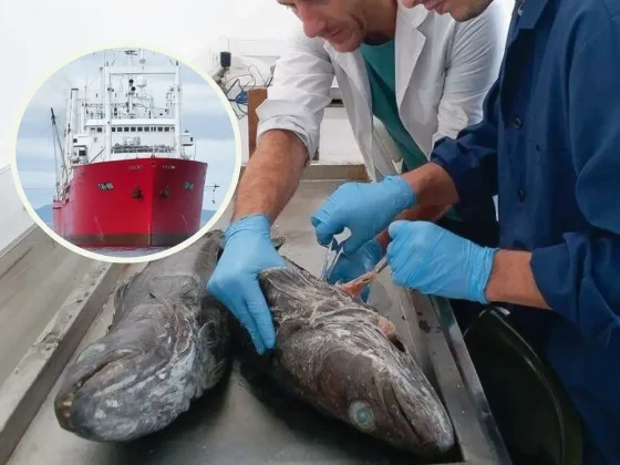Pesca ilegal: afirman que el buque chino depredó ejemplares jóvenes de merluza negra