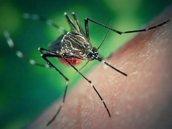 Dengue: Fallecieron tres salteños en lo que va del 2024