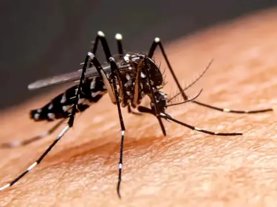 HORROR: murió un nene de 6 años que tenía dengue y suman 80 los muertos por la epidemia en la Argentina