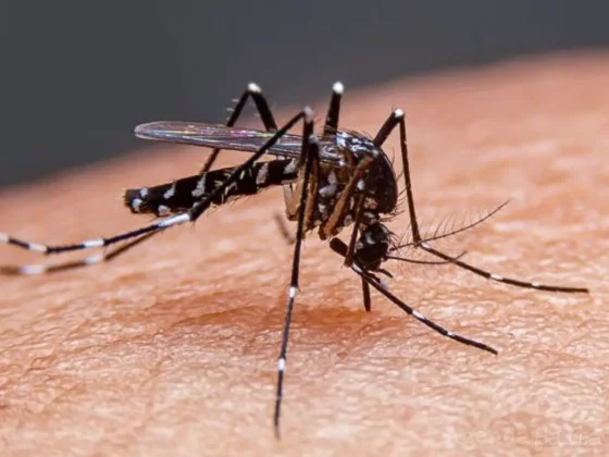 Brote histórico de dengue: el Gobierno reúne a los ministros de Salud de todas las provincias
