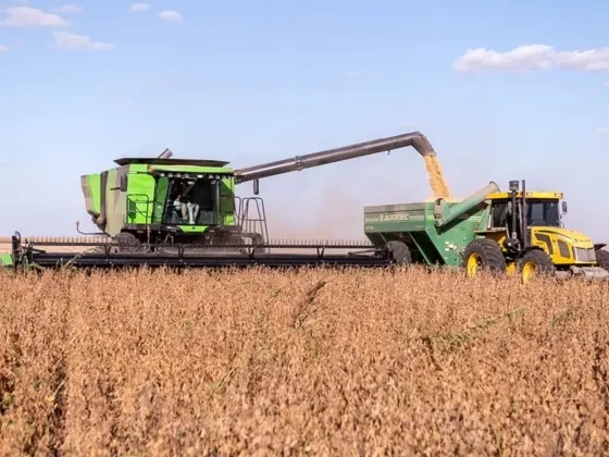 La molienda de soja mejora en un 51%, pero la chicharrita preocupa en maíz