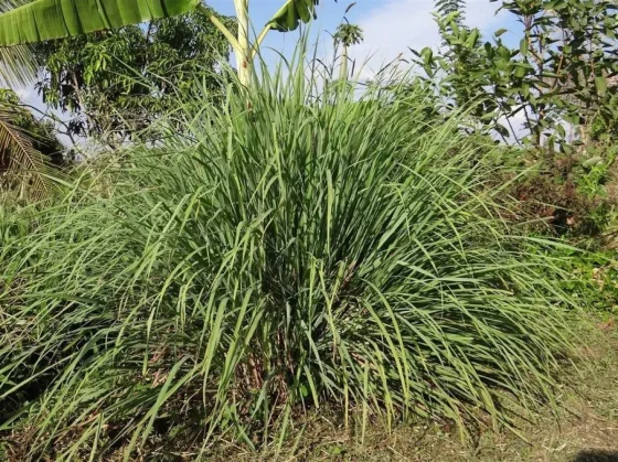 Cuál es la planta medicinal que sirve como repelente casero para ahuyentar los mosquitos