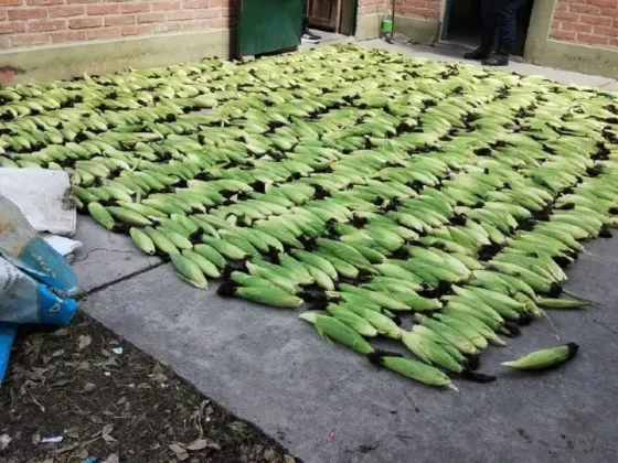 La policía recuperó una gran cantidad de choclos robados en la Escuela Agrícola