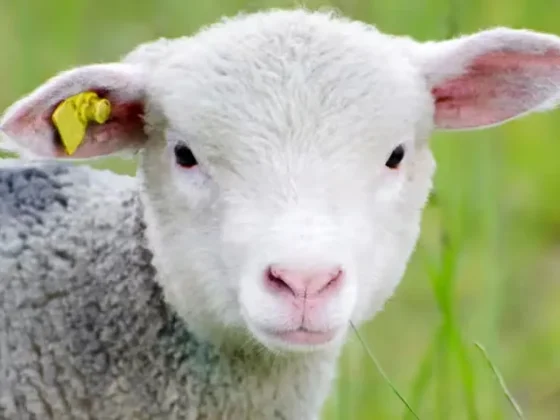 Un hombre fue detenido por robar una oveja embarazada