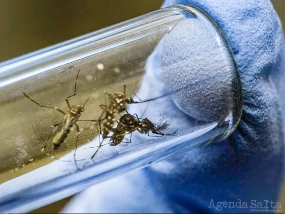 Récord de contagios por dengue: se sumaron 52.466 casos y 32 muertes en una semana