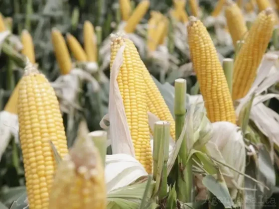 La chicharrita golpea con fuerza la producción de maíz tardío