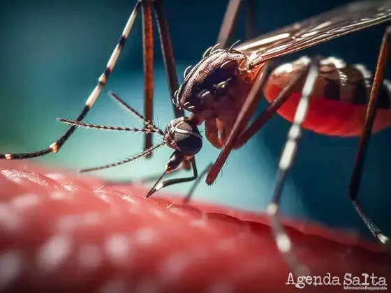 Dengue: Son más de 9 mil los casos confirmados