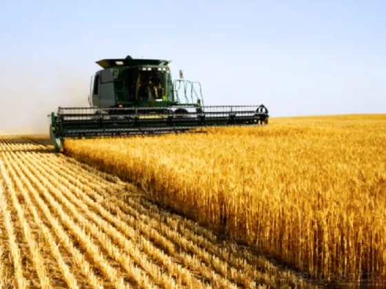 Con mejor rentabilidad y baja de retenciones, el trigo podría aportar USD 630 millones adicionales