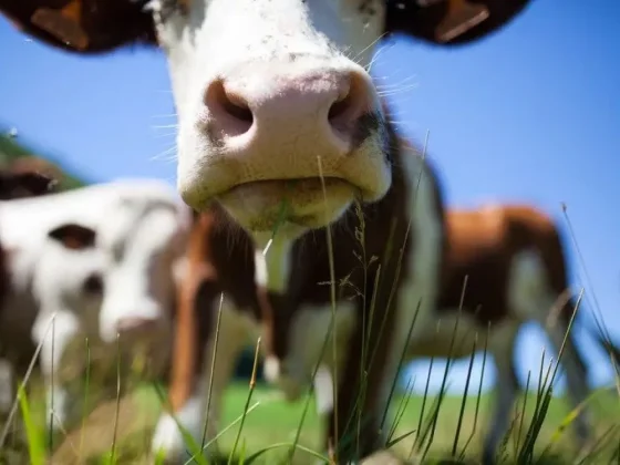 El Gobierno habilitó la importación de la vacuna bivalente contra la fiebre aftosa