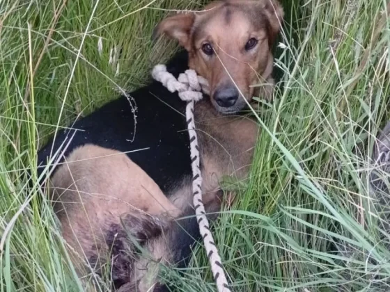 Salteño fue imputado por maltrato animal tras castrar a un perro sin anestesia