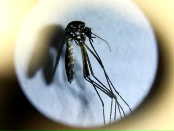 Se reportaron 36 mil contagios de dengue y 36 muertos en la última semana