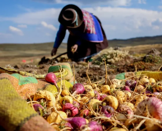 El superalimento de los Andes que te hace bajar de peso en un santiamén