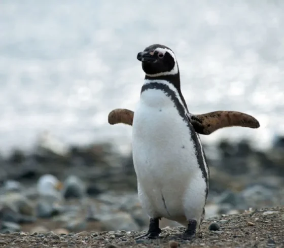 Aparecieron pingüinos sin vida en las playas de Mar del Plata