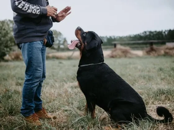 En el CIC de Santa Cecilia se dará el taller de adiestramiento canino