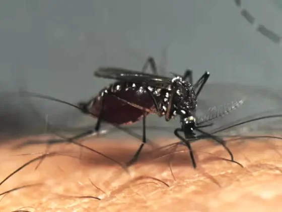 Volvieron a subir los casos de dengue: se reportaron más de 63.000 contagios y 31 muertos en la última semana