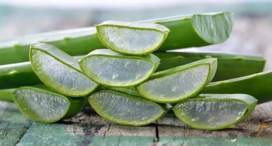 Qué tan beneficioso es utilizar aloe vera en épocas invernales