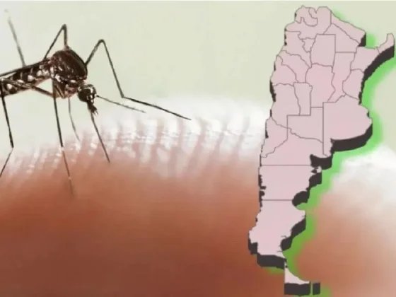 Alerta dengue: el Ministerio de Salud informó casi 380 mil casos de contagios y 270 muertos