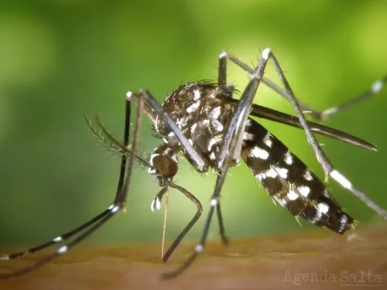 En Salta ya se confirmaron más de 18 mil casos de dengue