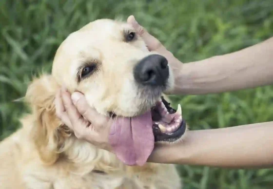 Tres sonidos que aman los perros para su bienestar