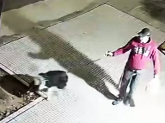 HORROR: un hombre le dio una brutal paliza a su perro, quedó grabado y los vecinos piden rescatar al animal