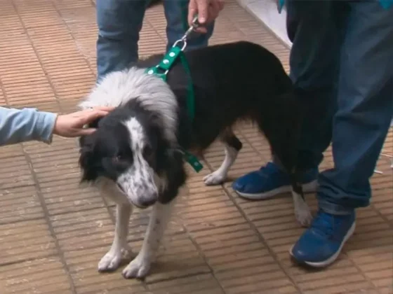 Rescataron a “Bob”, el perro que fue golpeado por su dueño en Flores