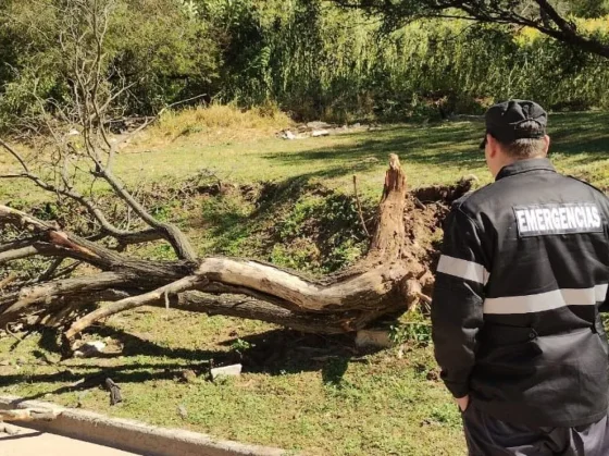 El Gobierno de la Ciudad intervino por árboles y postes caídos en zona sudeste