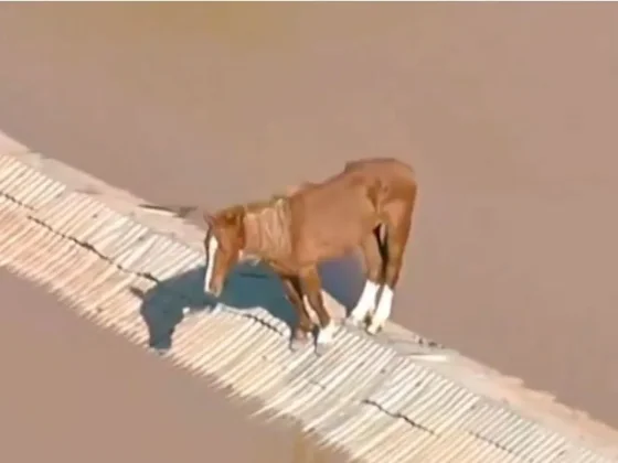 Un caballo quedó atrapado en el techo de una vivienda en Brasil