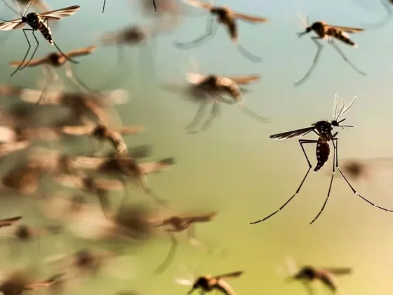 Estrategia anti dengue: estos son los grupos que serán vacunados en primer lugar