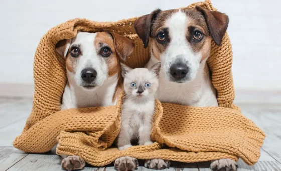 Cómo proteger a las mascotas en épocas de bajas temperatura