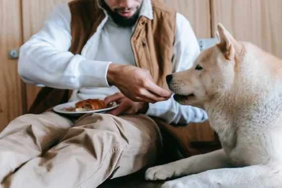 Qué alimentos naturales pueden ser beneficiosos para perros y gatos