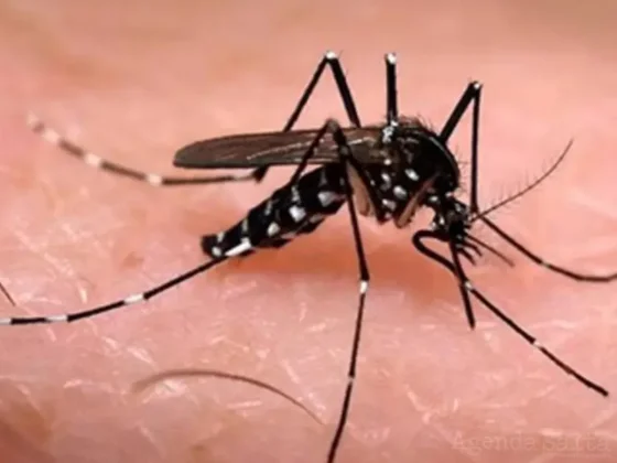 Dengue: farmacéuticos piden que la vacuna se estudie "lo suficiente" antes de fabricarla