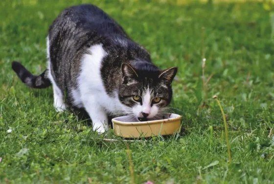 Por qué no es seguro darles carne cruda a los gatos