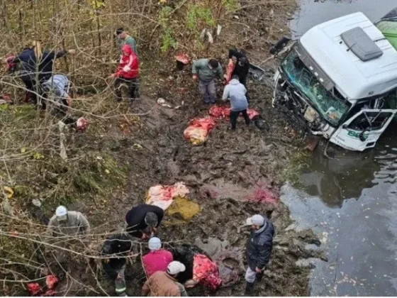 Cayó un camión de terneros al río y personas se metieron para faenar los animales