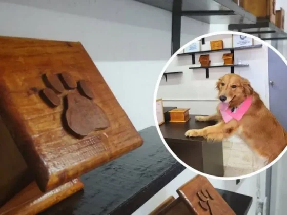 Insólito: El concejal Carral propone la creación de un crematorio para mascotas