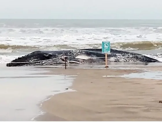 Misterio y especulaciones por la aparición de una ballena muerta