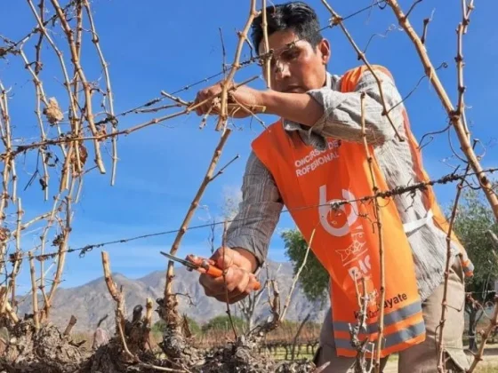 Una marca internacional realizará un sudamericano de poda profesional de la vid en Cafayate