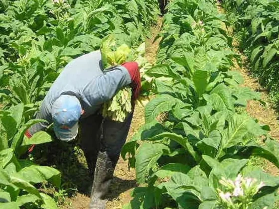 Se empadronará hasta el 24 de Junio a obreros del sector tabaco industria