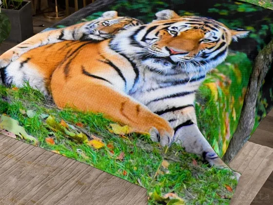 A preparar el acolchado de Tigre: El lunes llega una ola polar a Salta