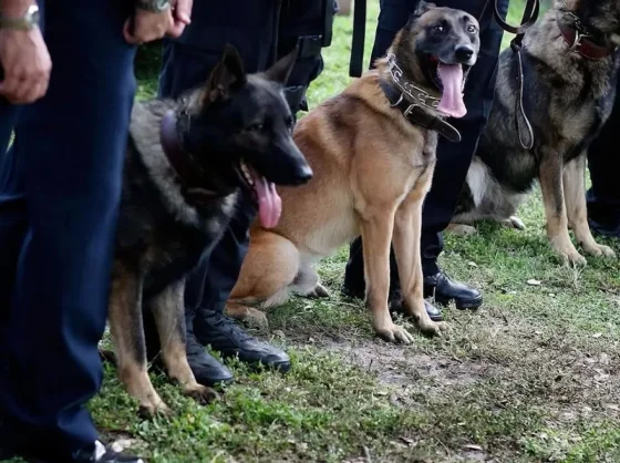 Perros de la Policía Salteña ayudan en la búsqueda de Loan