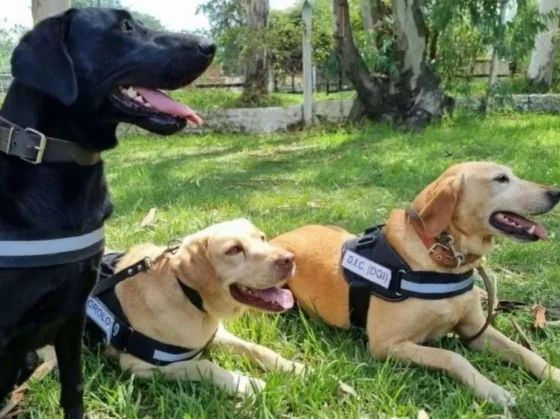 Kala y Dina, piezas fundamentales en la búsqueda de Loan en Corrientes