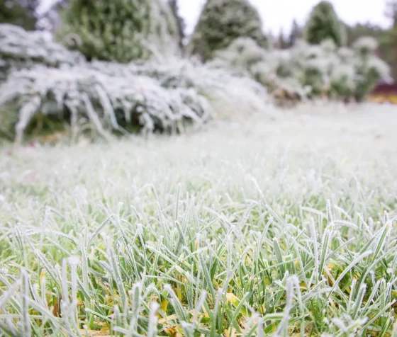 Cómo evitar que el césped se queme o pongo amarillo en invierno