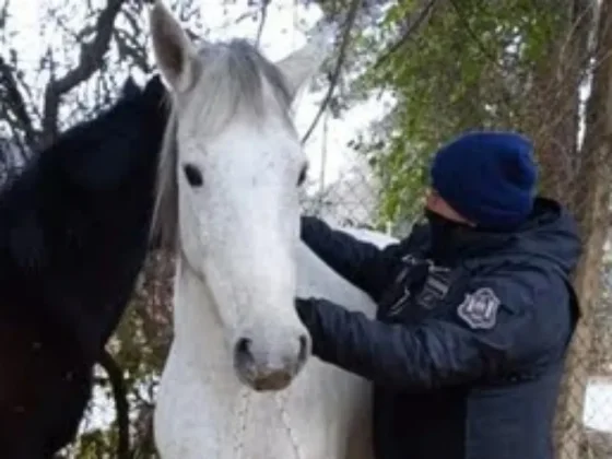 La Policía de Salta incautó dos caballos sueltos en zona de la Rotonda de Limache