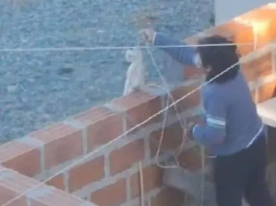 Empleada municipal salteña ahorcó hasta matar a un gato